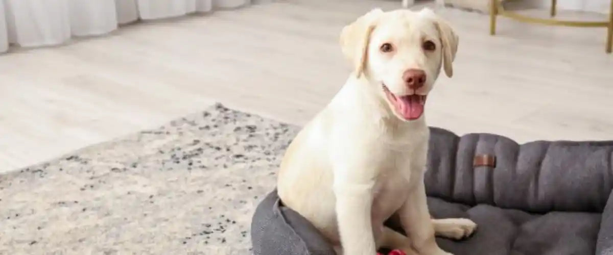 Pet beds and mats collection featuring comfortable sleeping and resting essentials for dogs, cats and other pets.