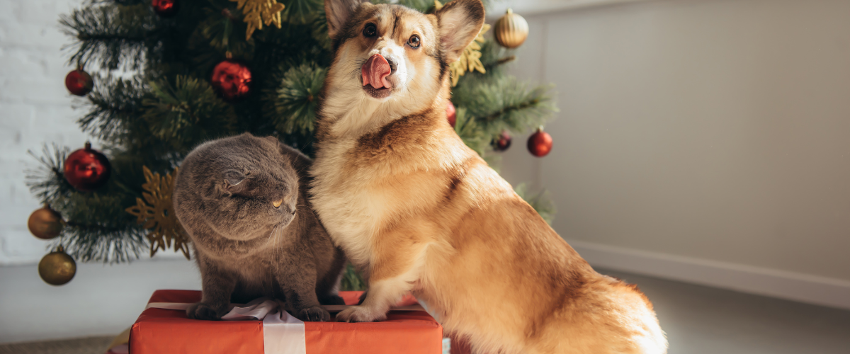 Christmas Gifts for Fur Babies