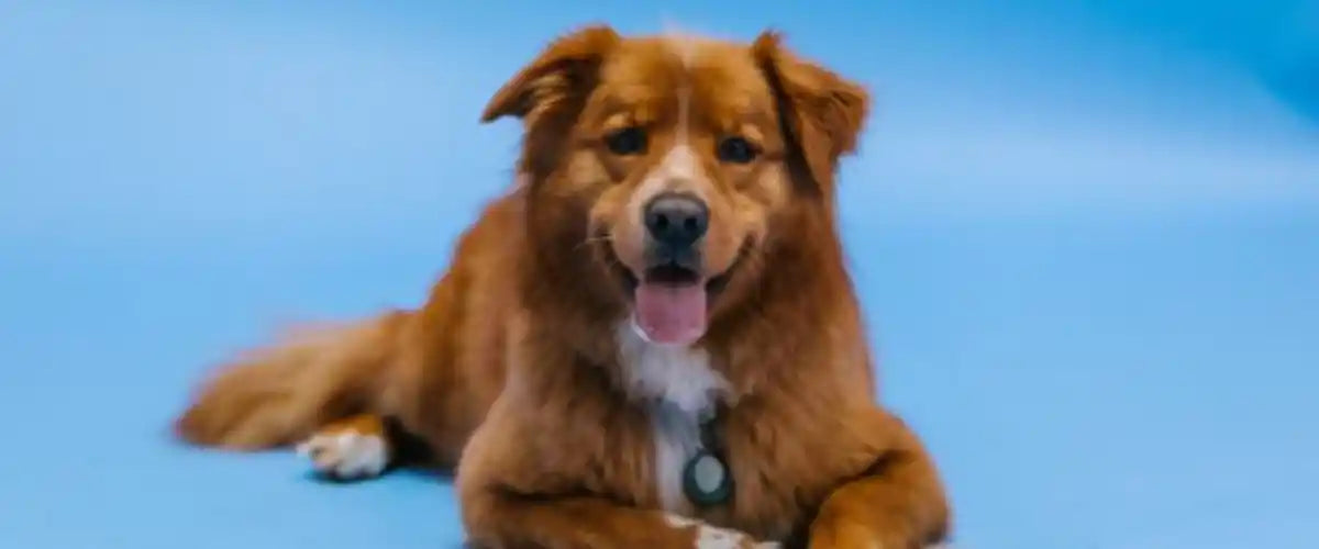 Dog supplies collection featuring everyday pet essentials, accessories, toys and care products for dogs.