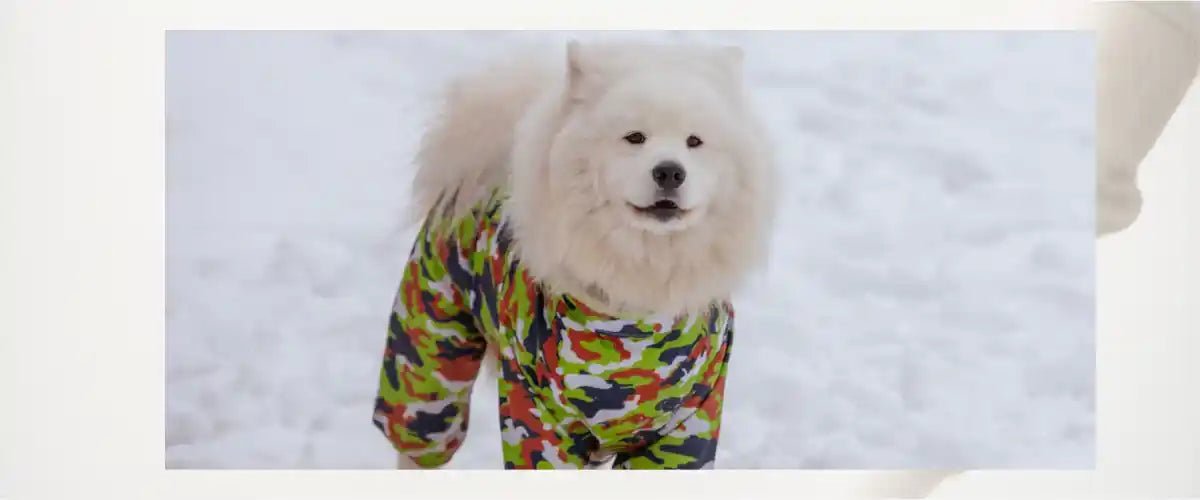 Pet Winter Supplies featuring warm pet clothing, cosy bedding and cold-weather accessories designed to keep dogs and cats comfortable during winter.