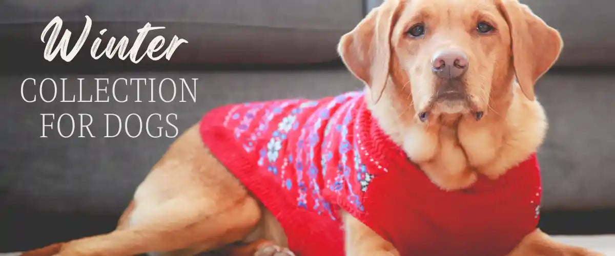 Winter pets dog range featuring warm dog clothing, cosy accessories and cold-weather essentials for comfortable winter days.
