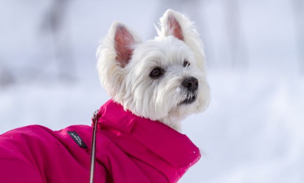 Pet Clothing
