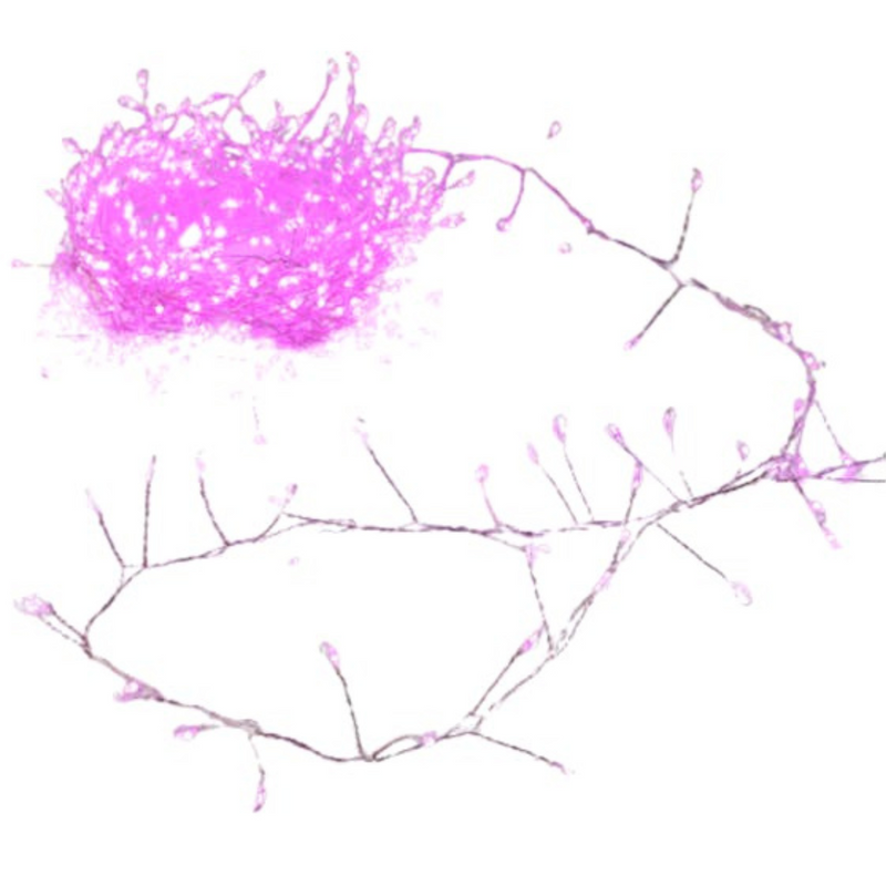 640 Micro LED Cluster Lights in pink and silver for elegant Christmas and festive décor