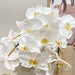 Orchid Phalaenopsis x8 White 95cml