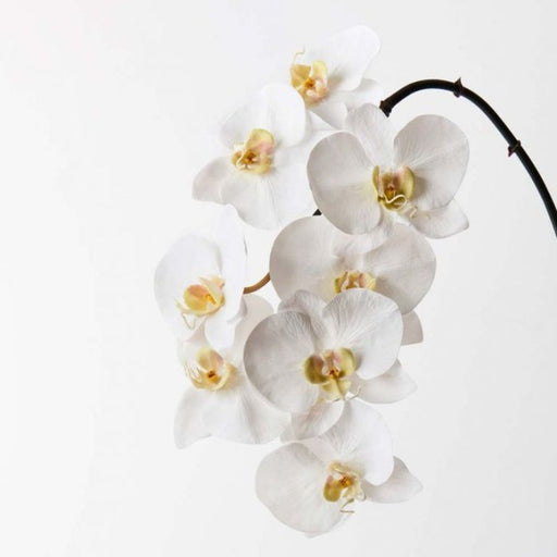 Orchid Phalaenopsis x8 White 95cml