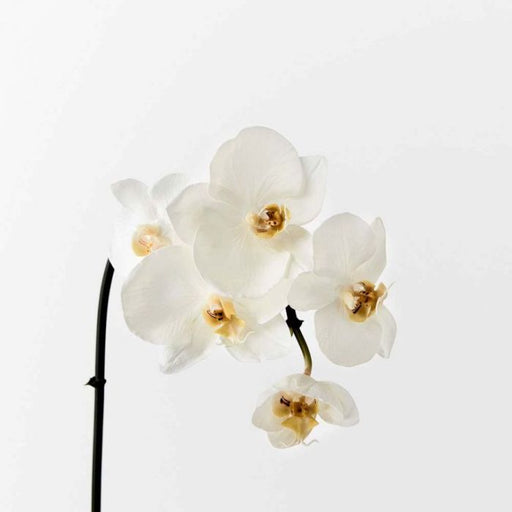Orchid Phalaenopsis Infused Mini White 51cml