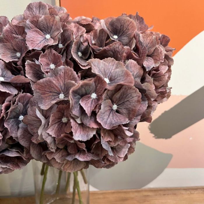 Hydrangea Dusty Mauve 52cml