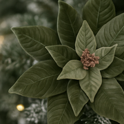 Close-up of a green leafy plant with a blurred background