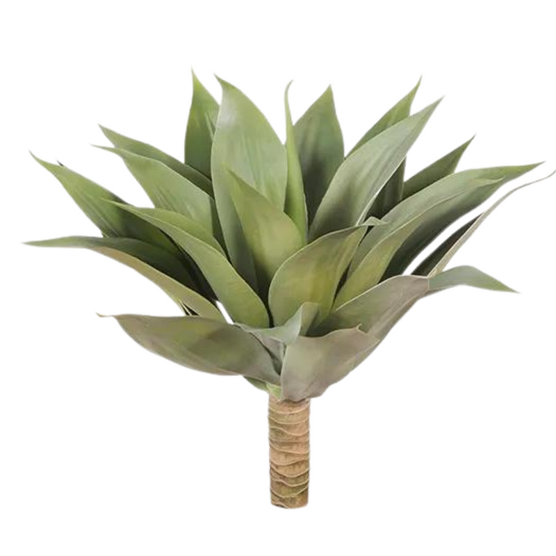 Agave Green 48cml x 65cmd