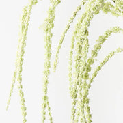 Amaranthus Spray Cream Green 127cml