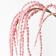 Amaranthus Spray Light Pink 127cml