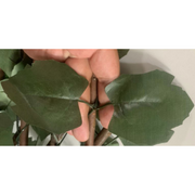 Artificial Plant Willow Trellis 100x200cm Natural 3 yrs UV