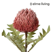 Ronis Banksia Baxteri Stem Dusty Pink 20x11x69cm
