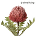 Ronis Banksia Baxteri Stem Dusty Pink 20x11x69cm