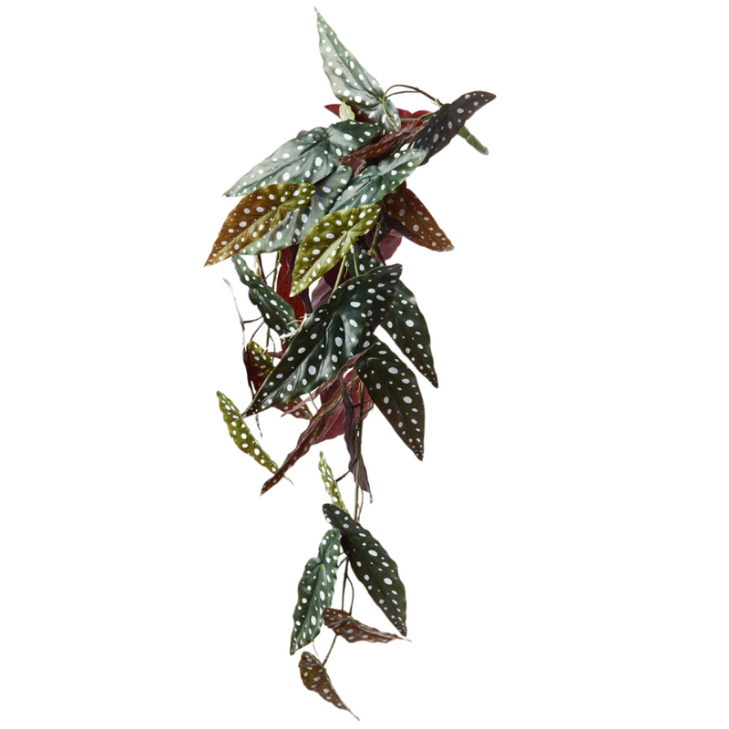 Begonia Maculata Hanging Bush Green 86cml