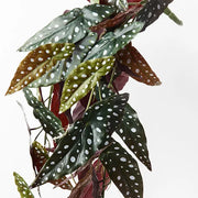 Begonia Maculata Hanging Bush Green 86cml