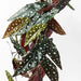 Begonia Maculata Hanging Bush Green 86cml