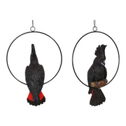 Ronis Black Cockatoo in 30cm Ring 43cm – thumbnail