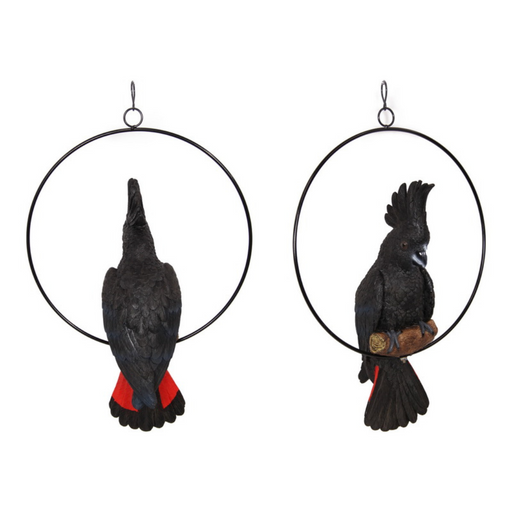 Ronis Black Cockatoo in 30cm Ring 43cm