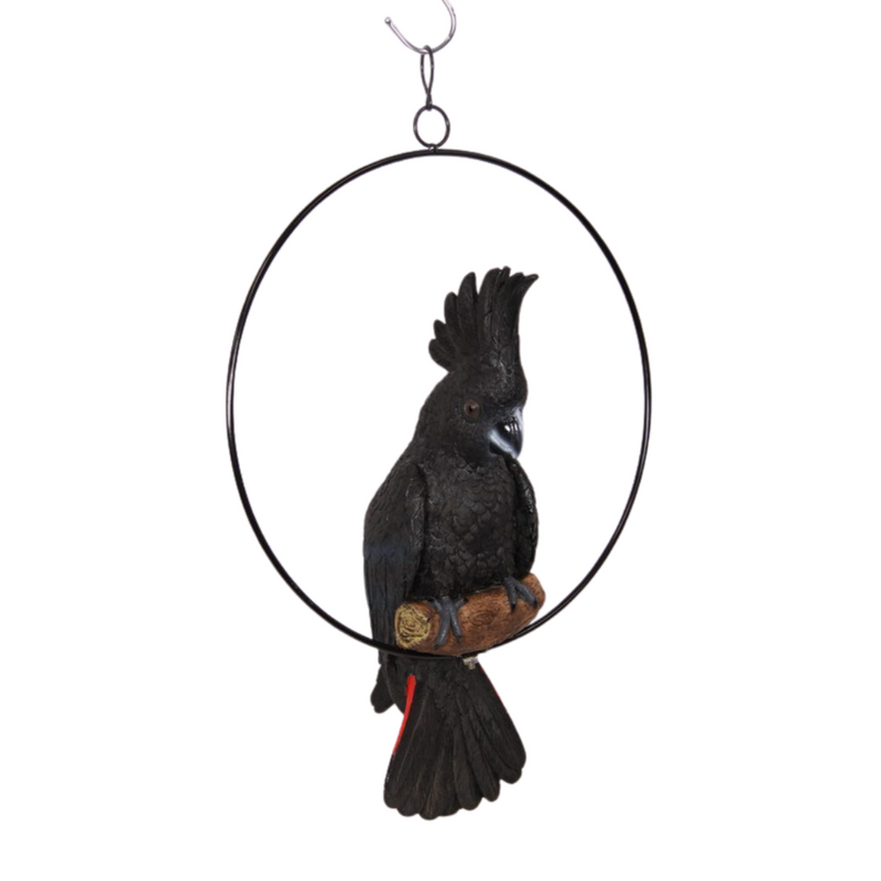 Ronis Black Cockatoo in 30cm Ring 43cm