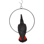 Ronis Black Cockatoo in 30cm Ring 43cm – thumbnail
