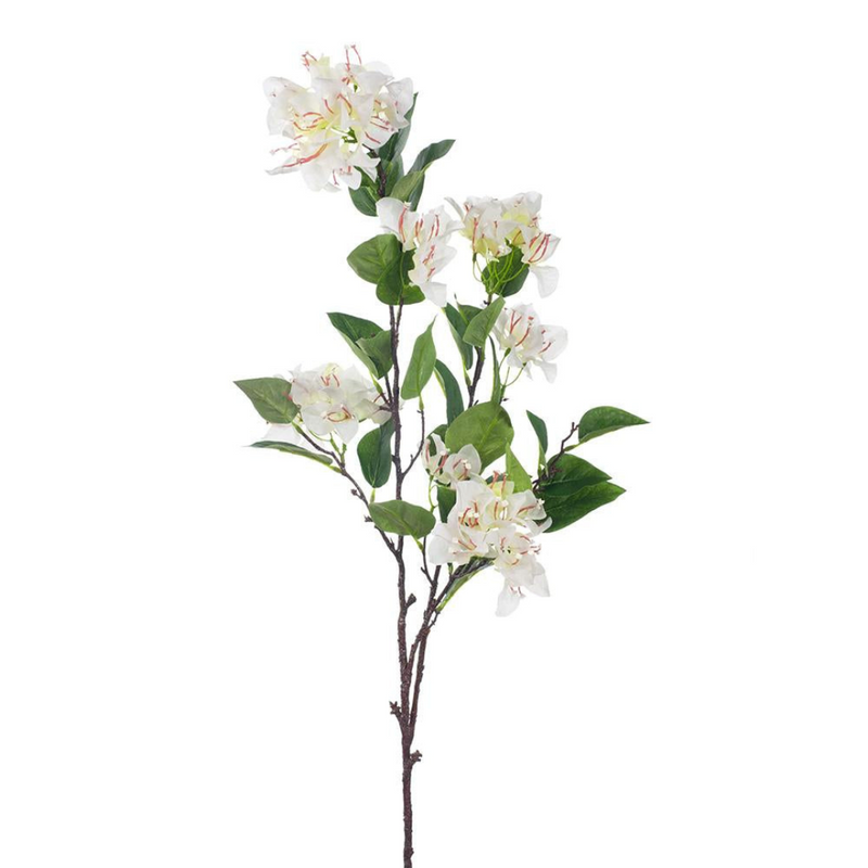 Bougainvillea 105cml White