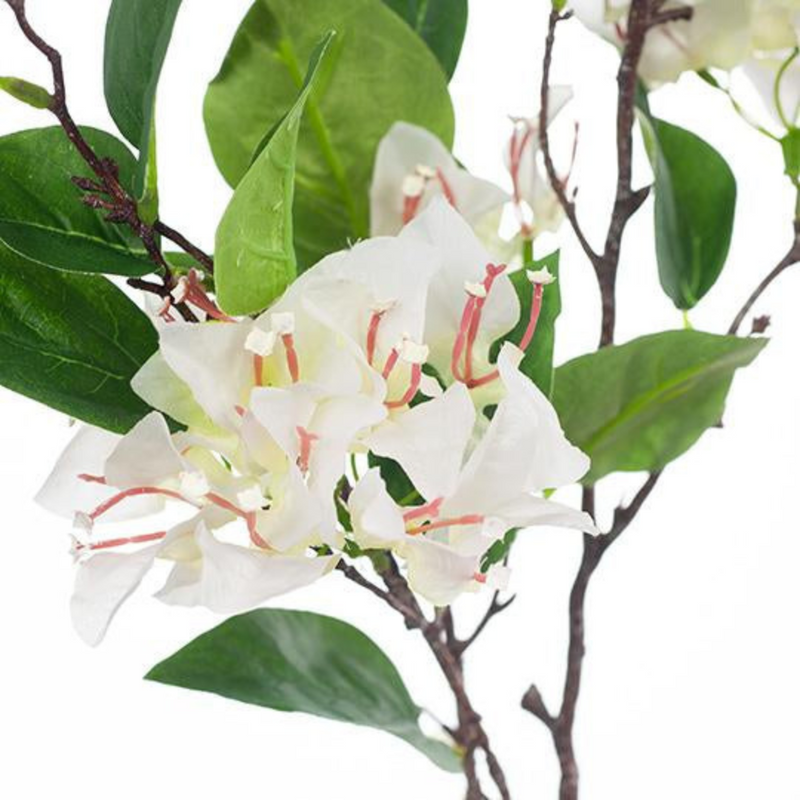 Bougainvillea 105cml White