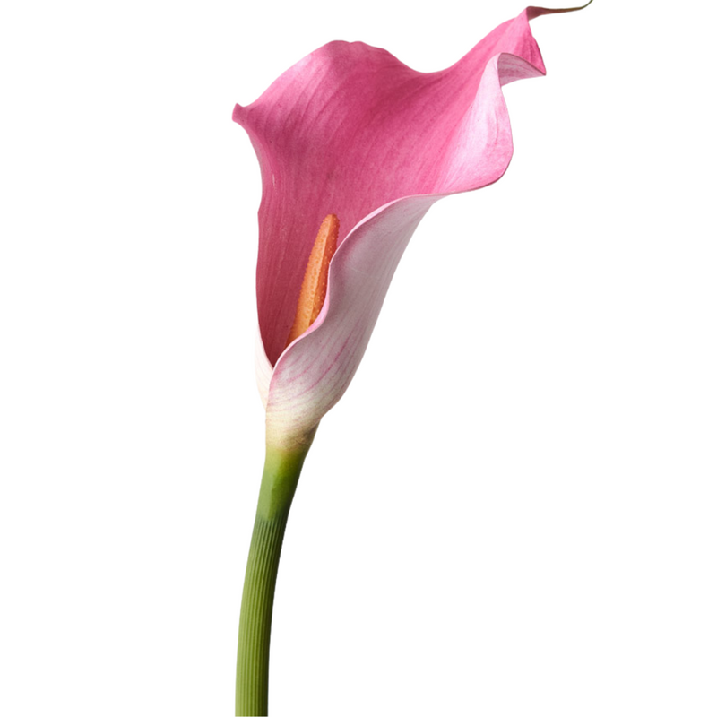 Calla Lily Fuschia 61cml