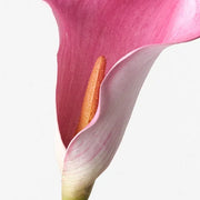 Calla Lily Fuschia 61cml