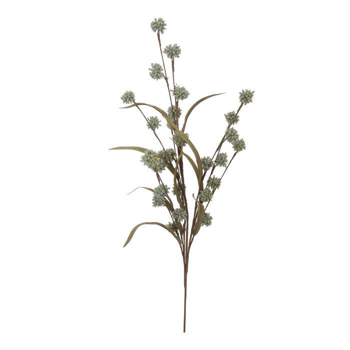 Ronis Carinata Flower 75cm Green