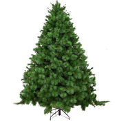 7ft Brighton Spruce Christmas Tree with full green branches and classic shape