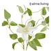 Ronis Clematis Flower Spray White 42x20x86cm