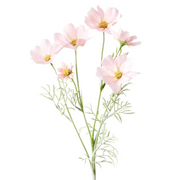 Cosmos Spray Light Pink 62cml