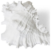 Murex Shell Sculpture White 20x16x12cm – thumbnail