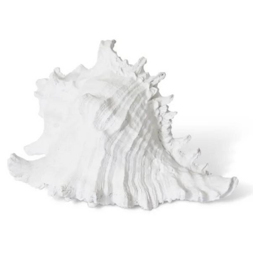 Murex Shell Sculpture White 20x16x12cm