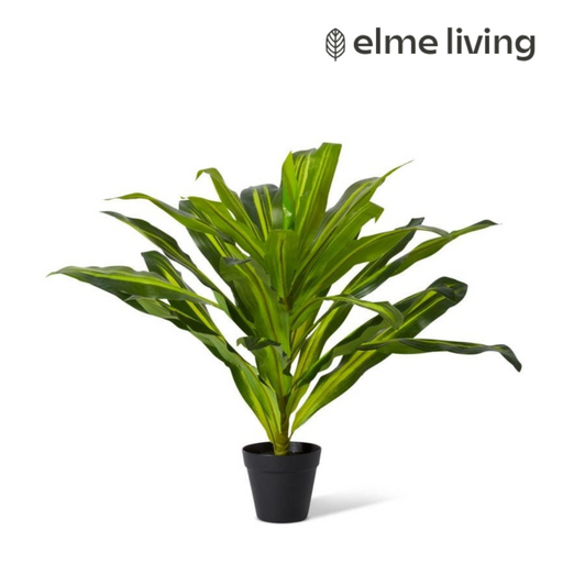 Ronis Dracaena Plant Potted Variegated 65x65x60cm