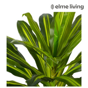Ronis Dracaena Plant Potted Variegated 65x65x60cm – thumbnail