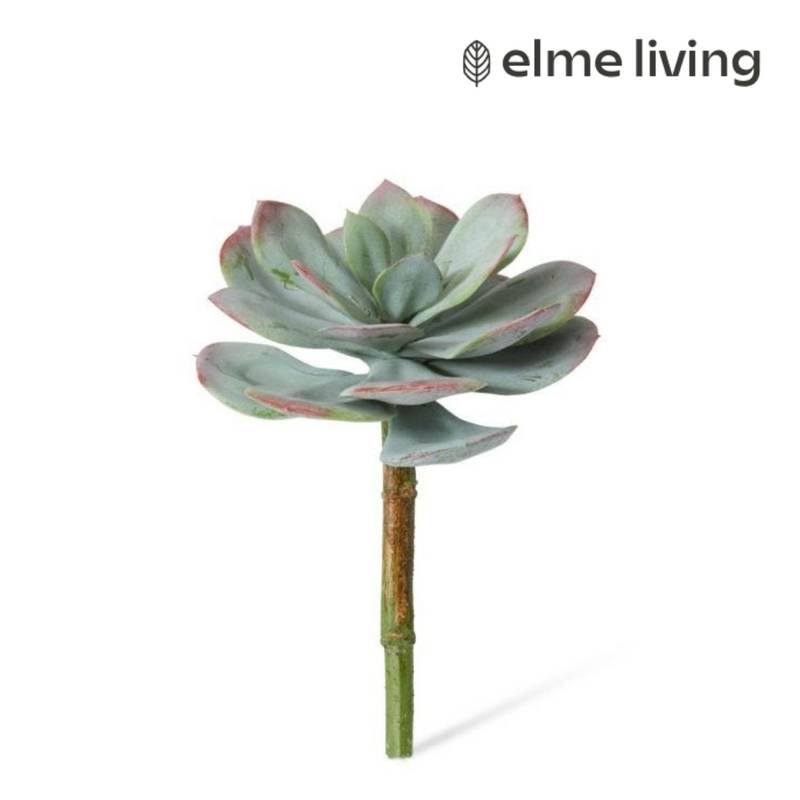 green prince succulent Echeveria Prince Stem Green/Red 16x16x23cm — Ronis