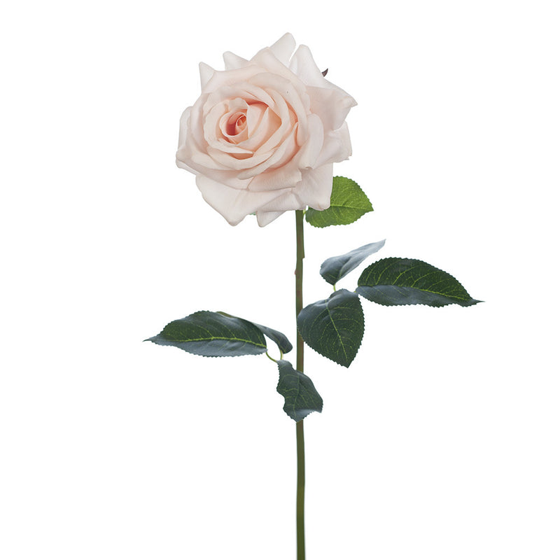 Rose Hannah Soft Pink 75cml