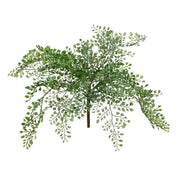 Fern Maidenhair Bush Grey Green 35cml