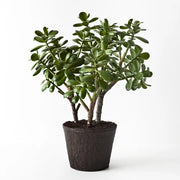 Jade Plant Green 40cmw x 55cmh – thumbnail