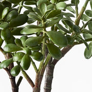 Jade Plant Green 40cmw x 55cmh – thumbnail