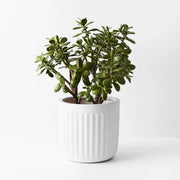 Jade Plant Green 40cmw x 55cmh – thumbnail