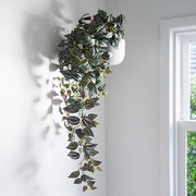 Wandering Jew Hanging Bush Dark Green 100cml – thumbnail