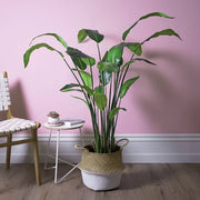 Bird of Paradise Leaf Plant Green 148cmh – thumbnail