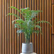 Fern Hares Foot Green 105cmh – thumbnail