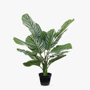 Calathea Plant Green 63cmh – thumbnail