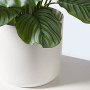 Calathea Plant Green 63cmh – thumbnail
