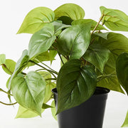 Philodendron in Pot Green 19cmh – thumbnail