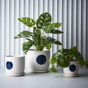 Philodendron in Pot Green 19cmh – thumbnail